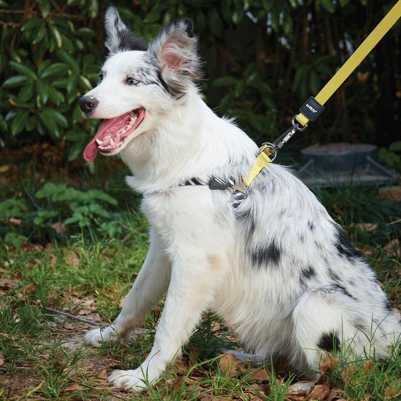M-Pets Wild Safari Regular Leash Dog - Поводок с принтом сафари для средних и крупных пород собак (L-XL (2х120 см)) в E-ZOO