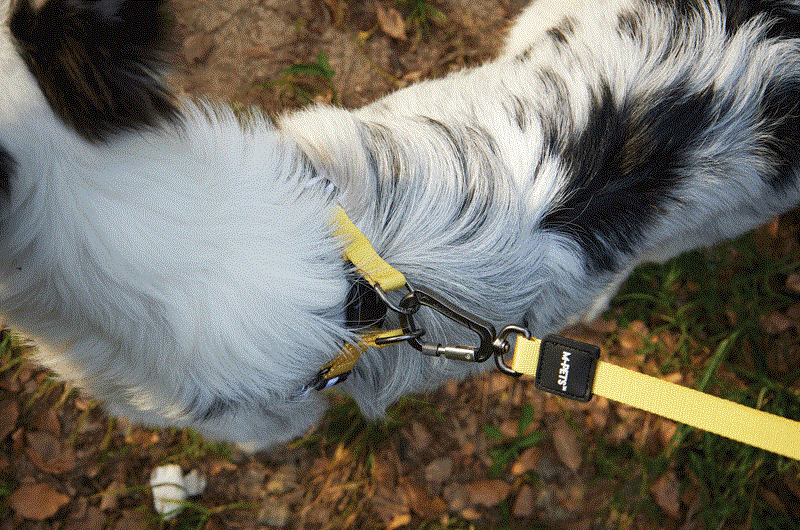M-Pets Wild Safari Regular Leash Dog - Поводок с принтом сафари для средних и крупных пород собак (L-XL (2х120 см)) в E-ZOO