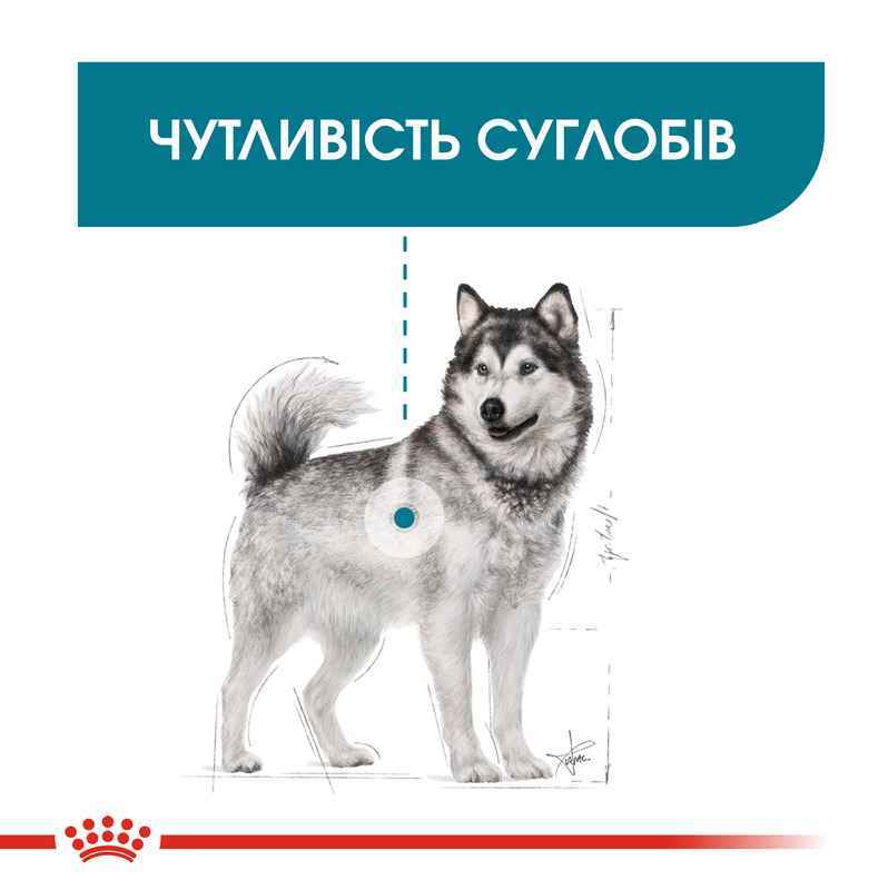 Royal Canin (Роял Канин) Maxi Joint Care - Сухой корм для взрослых собак крупных пород с повышенной чувствительностью суставов - Фото 2