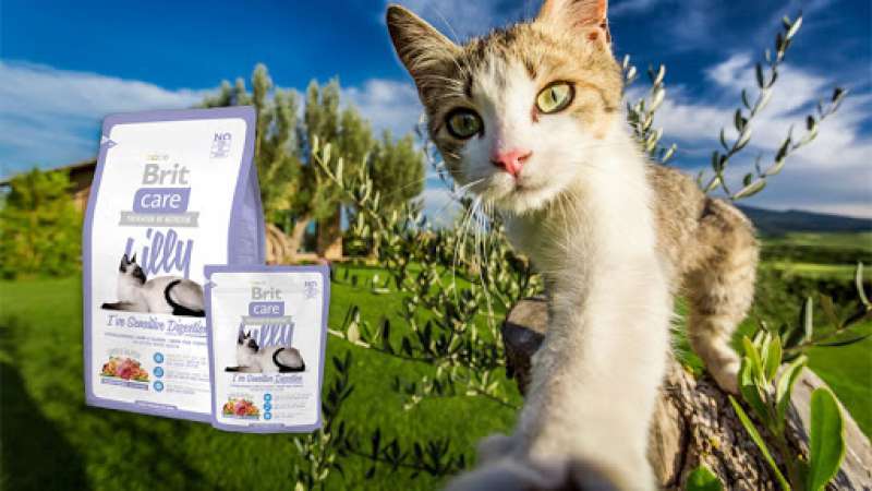 Brit Care (Брит Кеа) Lilly - Сухой корм с ягненком и лососем для взрослых кошек с чувствительным пищеварением (400 г) в E-ZOO