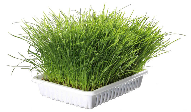 Тrixie (Трикси) Soft Grass - Трава для котят и взрослых котов (100 г) в E-ZOO