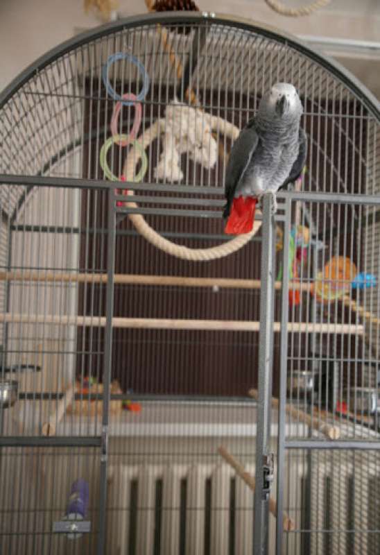 Savic (Савик) Karumba Bow - Вольер для крупных попугаев (100х80х187 см) в E-ZOO