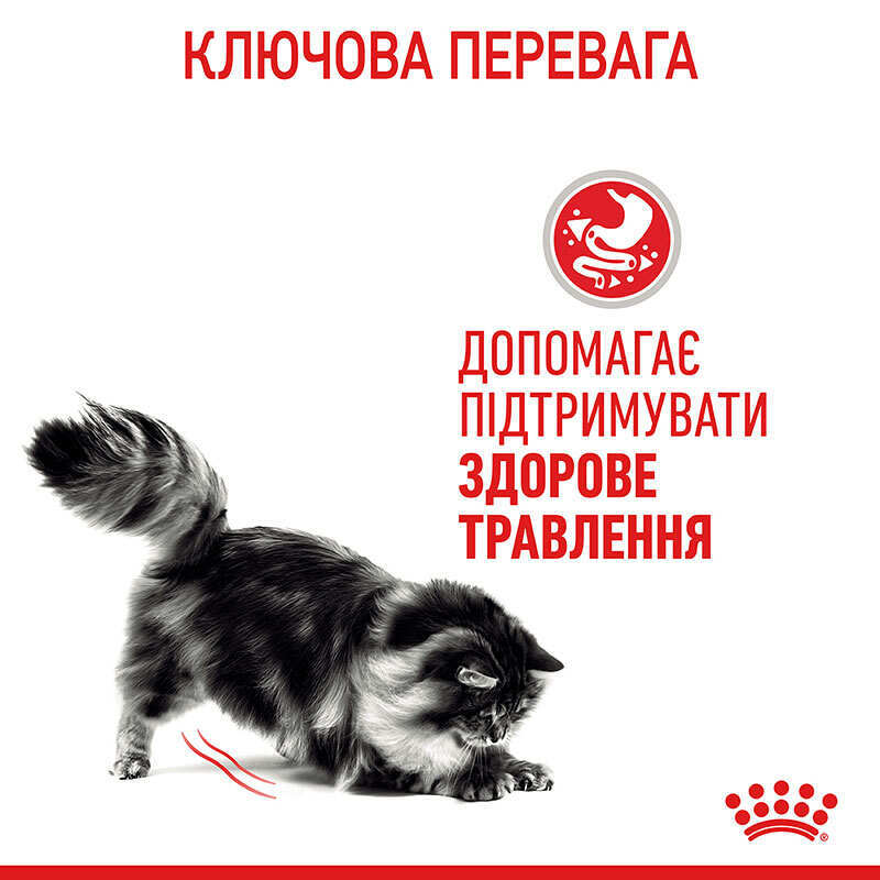 Корисні поради щодо годування кішок від рідких випорожнень
