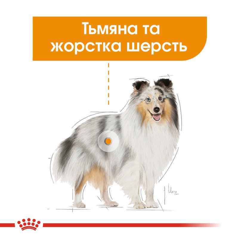 Royal Canin (Роял Канін) Coat Care Beauty Loaf - Консервований корм для собак різних розмірів з тьмяною і жорсткою шерстю (паштет) (85 г) в E-ZOO