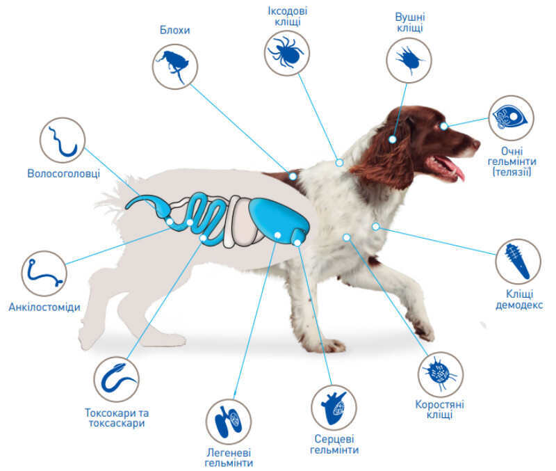 Некс Гард Спектра противопаразитарный препарат против блох, клещей и гельминтов для собак (1 таблетка) (2-3,5 кг) в E-ZOO