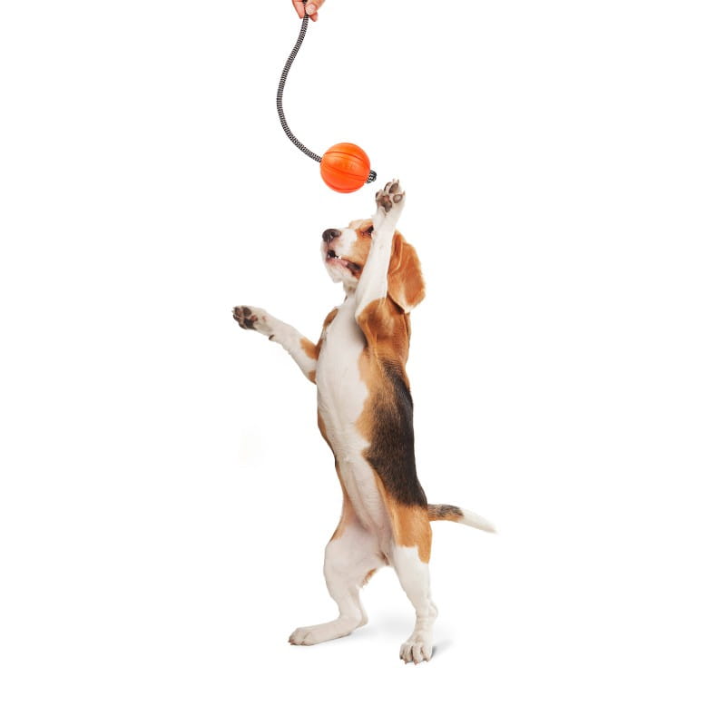 Collar (Коллар) LIKER CORD - Игрушка для тренировки послушания собак (Ø5 см) в E-ZOO