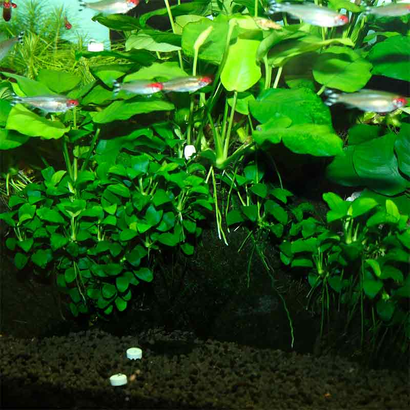 JBL (ДжіБієль) PROFLORA Ferropol Tabs - Добриво для рослин у прісноводних акваріумах (30 табл./уп.) в E-ZOO