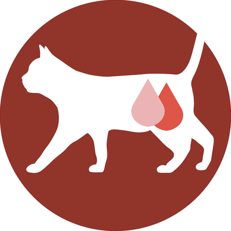 Purina ONE (Пурина Ван) STERIL CAT - Пауч для кастрированных котов с индейкой и зеленой фасолью (85 г) в E-ZOO