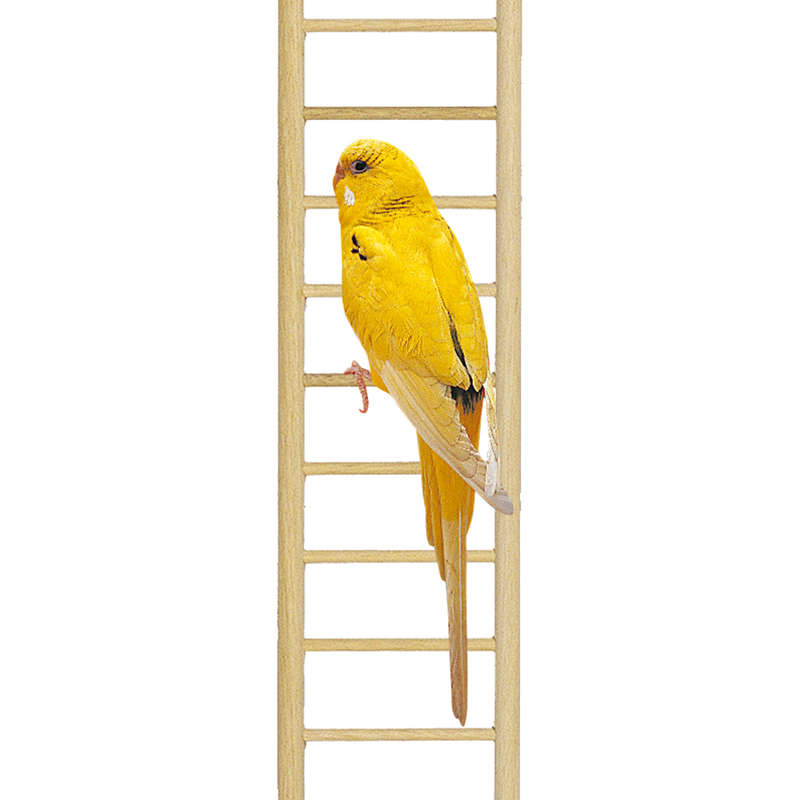 Ferplast (Ферпласт) Wooden Ladder - Дерев'яна драбинка для папуг (8,9х1,1х37 см) в E-ZOO