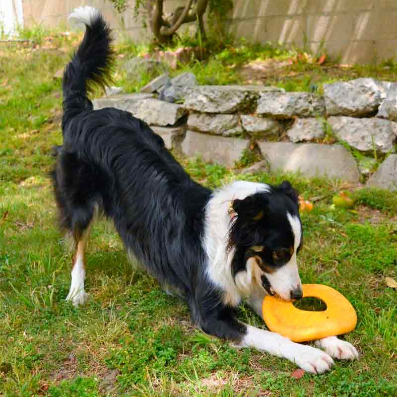 West Paw (Вест Пау) Dash Dog Frisbee - Іграшка фрісбі для собак (21 см) в E-ZOO
