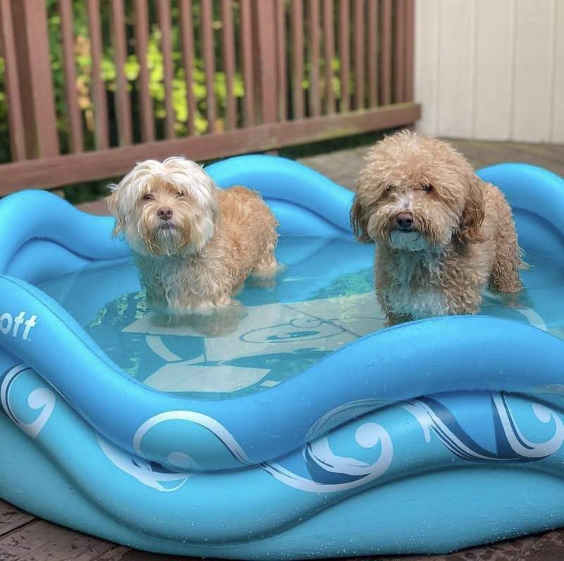 Alcott (Алкотт) Pool Mariner - Басейн для собак (120 см) в E-ZOO