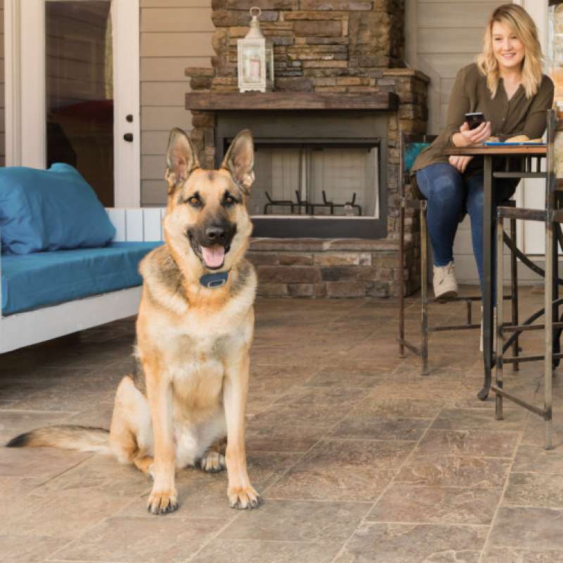 PetSafe (ПетСейф) Smart Dog Trainer - Электронный ошейник для всех собак с управлением со смартфона (Smart Dog Trainer) в E-ZOO
