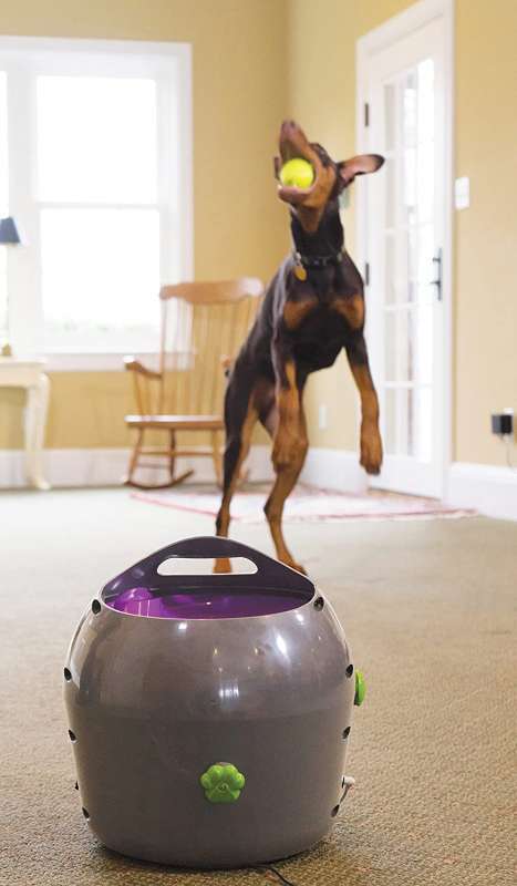PetSafe (ПетСейф) Automatic Ball Launcher - Автоматический метатель мячей, игрушка для собак (Комплект) в E-ZOO