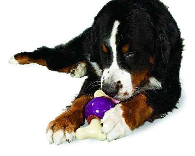 Premier (Преміер) Bouncy Bone - Суперміцна іграшка-годівниця для собак (M) в E-ZOO