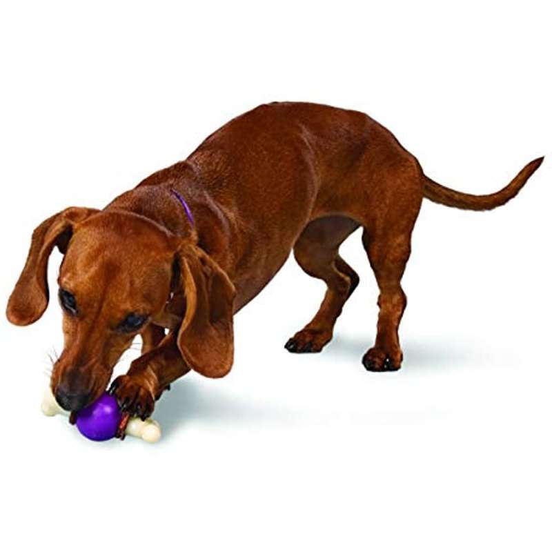 Premier (Преміер) Bouncy Bone - Суперміцна іграшка-годівниця для собак (M) в E-ZOO