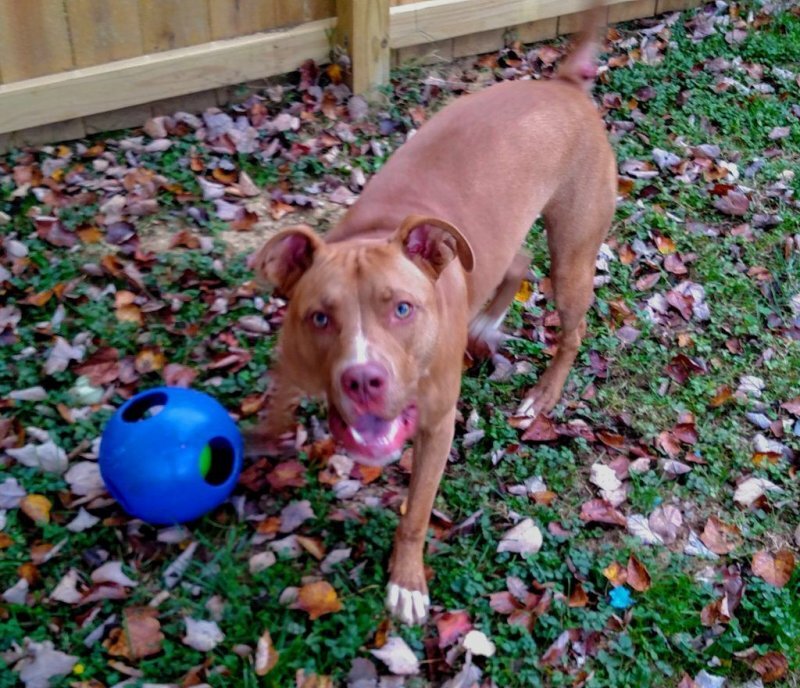 Jolly Pets (Джоллі Петс) TEASER BALL - Iграшка м'яч подвiйний Тiзер болл для собак (10х10х10 см) в E-ZOO
