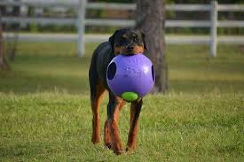 Jolly Pets (Джоллі Петс) TEASER BALL - Iграшка м'яч подвiйний Тiзер болл для собак (10х10х10 см) в E-ZOO