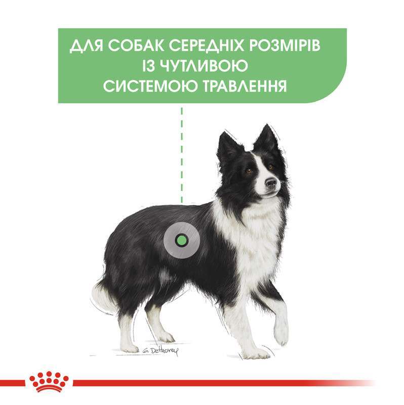 Royal Canin (Роял Канін) Medium Digestive Care - Сухий корм для собак з чутливою травною системою (3 кг) в E-ZOO
