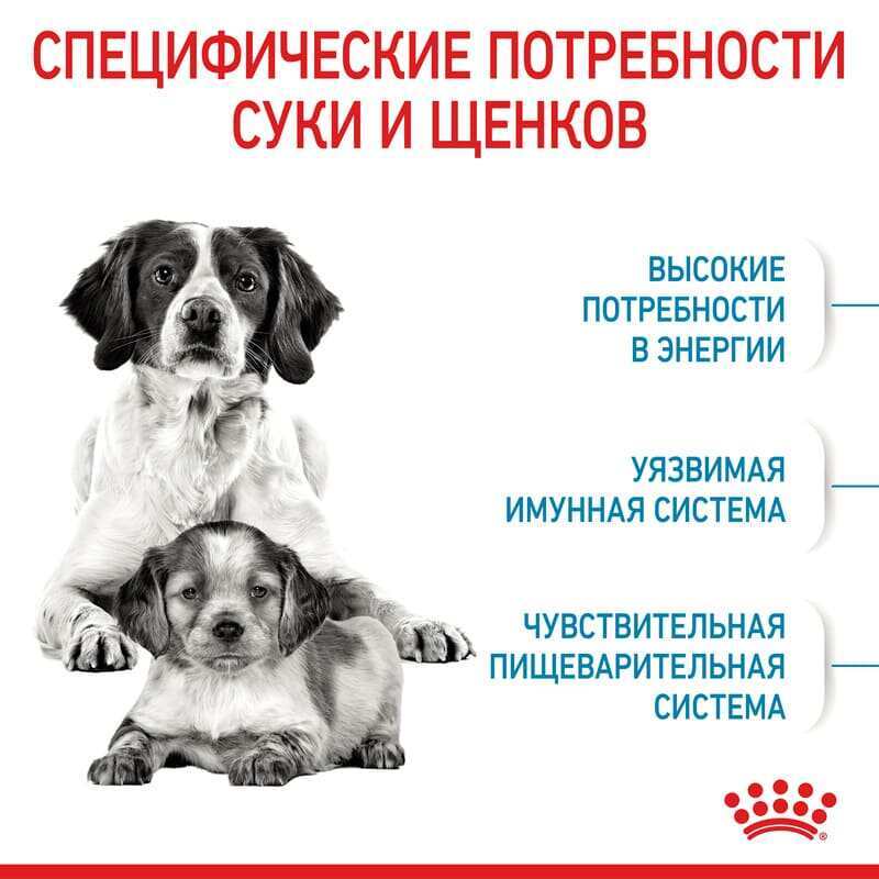 Royal Canin (Роял Канин) Medium Starter Mother&Babydog - Сухой корм для самок и щенков до 2-х месяцев (1 кг) в E-ZOO