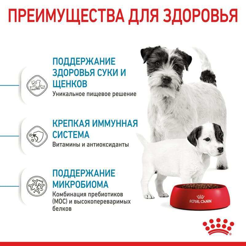 Royal Canin (Роял Канин) Mini Starter Mother&Babydog - Сухой корм для щенков до 2-х месяцев (8 кг) в E-ZOO