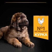 Purina Pro Plan Large Robust Puppy Healthy Start - Cухой корм для щенков крупных пород с курицей (12 кг) в E-ZOO фото №8 Purina Pro Plan Large Robust Puppy Healthy Start - Cухой корм для щенков крупных пород с курицей (12 кг) в E-ZOO