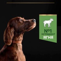 Purina Pro Plan (Пурина Про План) Large Athletic Adult Lamb - Cухой корм с ягненком для собак крупных пород атлетического телосложения с чувствительным пищеварением (14 кг) в E-ZOO фото №7 Purina Pro Plan (Пурина Про План) Large Athletic Adult Lamb - Cухой корм с ягненком для собак крупных пород атлетического телосложения с чувствительным пищеварением (14 кг) в E-ZOO