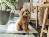 Noble Pet (Нобл Пет) Travel - Дорожная сумка-коврик для собак (M (40х30 / 80х60 см)) в E-ZOO фото №8 Noble Pet (Нобл Пет) Travel - Дорожная сумка-коврик для собак (M (40х30 / 80х60 см)) в E-ZOO