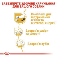 Royal Canin Jack Russell Adult - Сухий корм для собак породи Джек-Рассел тер'єр (1,5 кг) в E-ZOO фото №4 Royal Canin Jack Russell Adult - Сухий корм для собак породи Джек-Рассел тер'єр (1,5 кг) в E-ZOO
