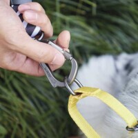 M-Pets Wild Safari Collar Dog - Ошейник с принтом сафари для маленьких, средних и крупных пород собак (S/1,5x22-30 см) в E-ZOO фото №3 M-Pets Wild Safari Collar Dog - Ошейник с принтом сафари для маленьких, средних и крупных пород собак (S/1,5x22-30 см) в E-ZOO