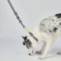 M-Pets Wild Safari Collar Dog - Ошейник с принтом сафари для маленьких, средних и крупных пород собак (S/1,5x22-30 см) в E-ZOO фото №5 M-Pets Wild Safari Collar Dog - Ошейник с принтом сафари для маленьких, средних и крупных пород собак (S/1,5x22-30 см) в E-ZOO