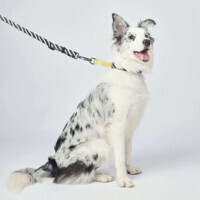 M-Pets Wild Safari Collar Dog - Ошейник с принтом сафари для маленьких, средних и крупных пород собак (S/1,5x22-30 см) в E-ZOO фото №6 M-Pets Wild Safari Collar Dog - Ошейник с принтом сафари для маленьких, средних и крупных пород собак (S/1,5x22-30 см) в E-ZOO