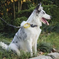 M-Pets Wild Safari Collar Dog - Ошейник с принтом сафари для маленьких, средних и крупных пород собак (S/1,5x22-30 см) в E-ZOO фото №4 M-Pets Wild Safari Collar Dog - Ошейник с принтом сафари для маленьких, средних и крупных пород собак (S/1,5x22-30 см) в E-ZOO