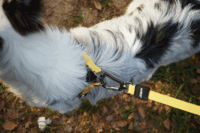M-Pets Wild Safari Regular Leash Dog - Поводок с принтом сафари для средних и крупных пород собак (L-XL (2х120 см)) в E-ZOO фото №5 M-Pets Wild Safari Regular Leash Dog - Поводок с принтом сафари для средних и крупных пород собак (L-XL (2х120 см)) в E-ZOO