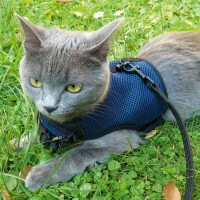 Ferplast (Ферпласт) Jogging Extra Large - Шлейка з повідцем для котів і кроликів (L) в E-ZOO фото №8 Ferplast (Ферпласт) Jogging Extra Large - Шлейка з повідцем для котів і кроликів (L) в E-ZOO