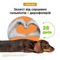 Advocate (Адвокат) by Elanco Animal - Противопаразитарные капли для собак от блох, вшей, клещей, гельминтов (1 пипетка) (< 4 кг) в E-ZOO фото №4 Advocate (Адвокат) by Elanco Animal - Противопаразитарные капли для собак от блох, вшей, клещей, гельминтов (1 пипетка) (< 4 кг) в E-ZOO
