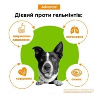 Advocate (Адвокат) by Elanco Animal - Противопаразитарные капли для собак от блох, вшей, клещей, гельминтов (1 пипетка) (< 4 кг) в E-ZOO фото №9 Advocate (Адвокат) by Elanco Animal - Противопаразитарные капли для собак от блох, вшей, клещей, гельминтов (1 пипетка) (< 4 кг) в E-ZOO