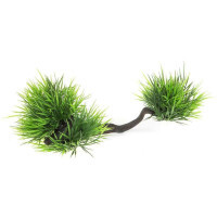 AquaEL (АкваЭль) Растение на корне для аквариума (23х10х9 см)