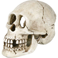 Trixie (Трикси) Человеческий череп для декора аквариума (15 см) в E-ZOO