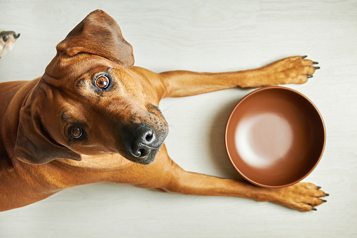 Склад продуктів для годування собаки без основних ігристих продуктів