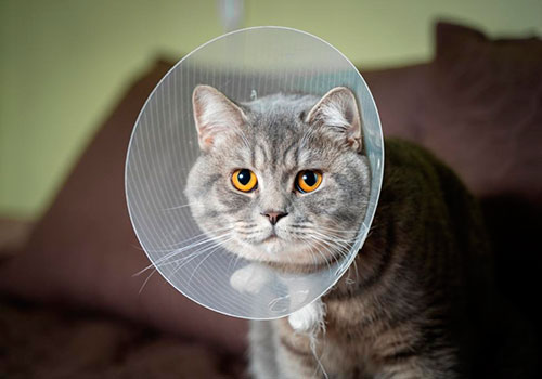 Золотистый стафилококк у кошек: диагностика, лечение