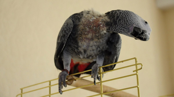 Паразиты попугаев и других птиц: какие бывают и как от них спасаться