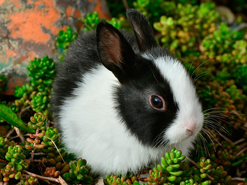 Їжа, грунт та улюблені забавки: найбільш улюблені речі кроликів