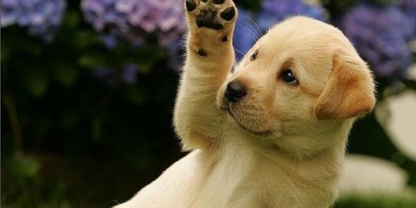 12 удивительных фактов о собаках