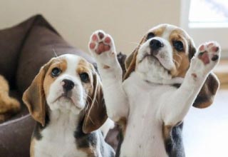 5 советов для будущих и нынешних владельцев щенков, которые помогут воспитать прекрасных собак