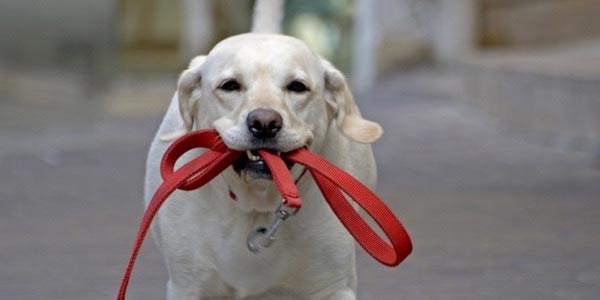 5 советов для прогулки с собакой в весеннем беспорядке