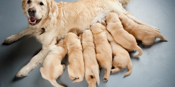5 советов по уходу за беременными собаками