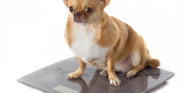 6 советов по контролю веса вашей собаки