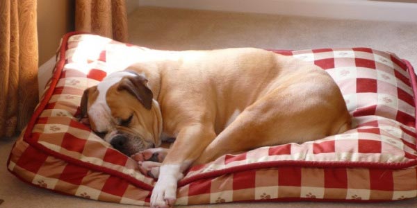 А у вашого собаки затишний лежак?