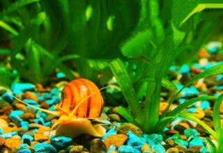 Акваріумні равлики: санітари акваріума чи шкідники?