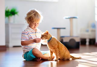 Аллергия на кошек у детей: миф или реальность